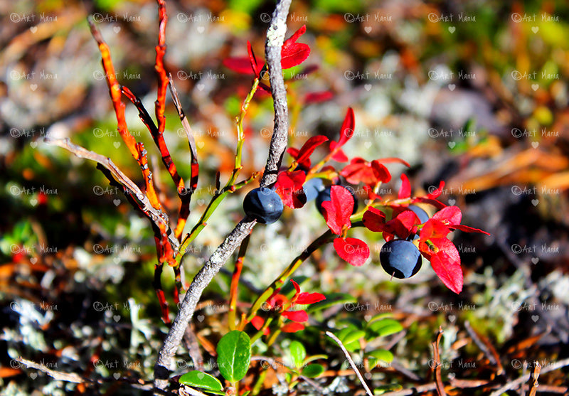 Blueberry with red leaves