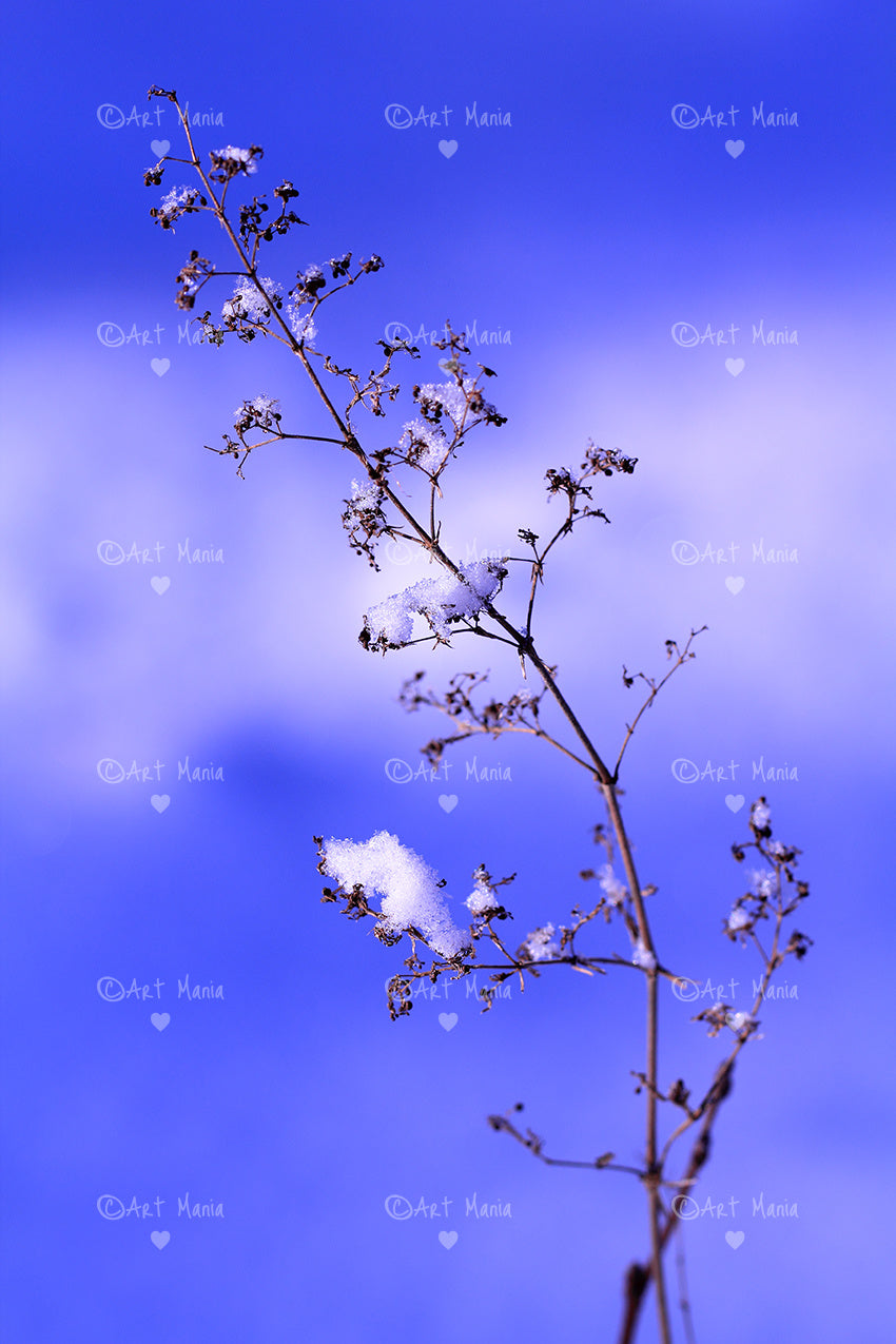 Soft frozen blue