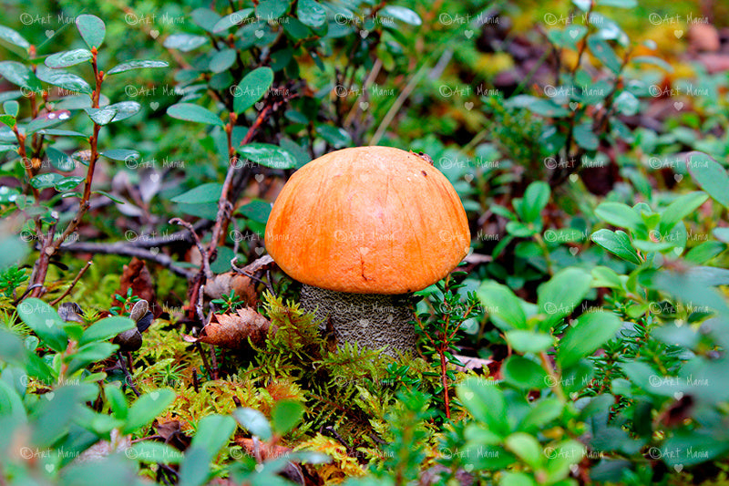 Cute mushroom