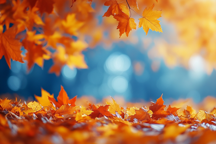 Autumn Mobile Wallpapers