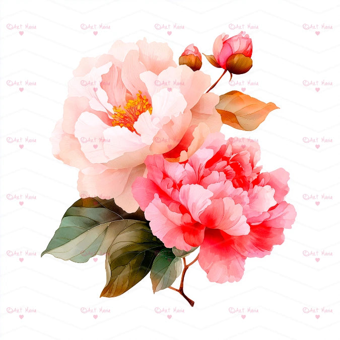Pink peonies