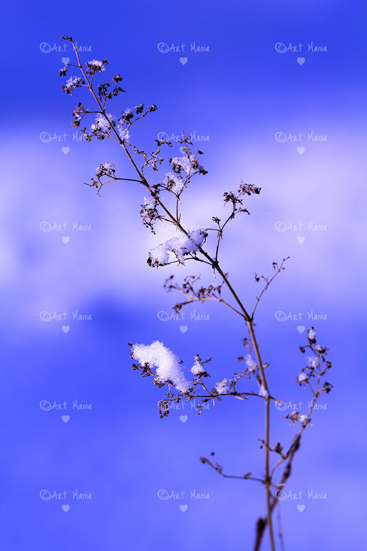 Soft frozen blue