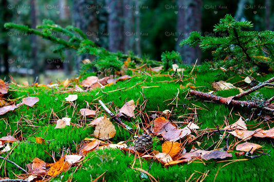 Autumn in the forest