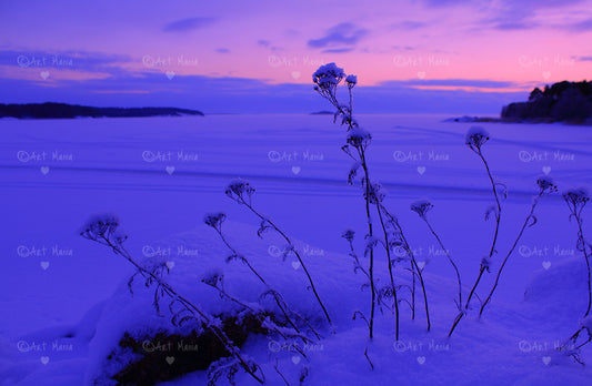 Frozen nature