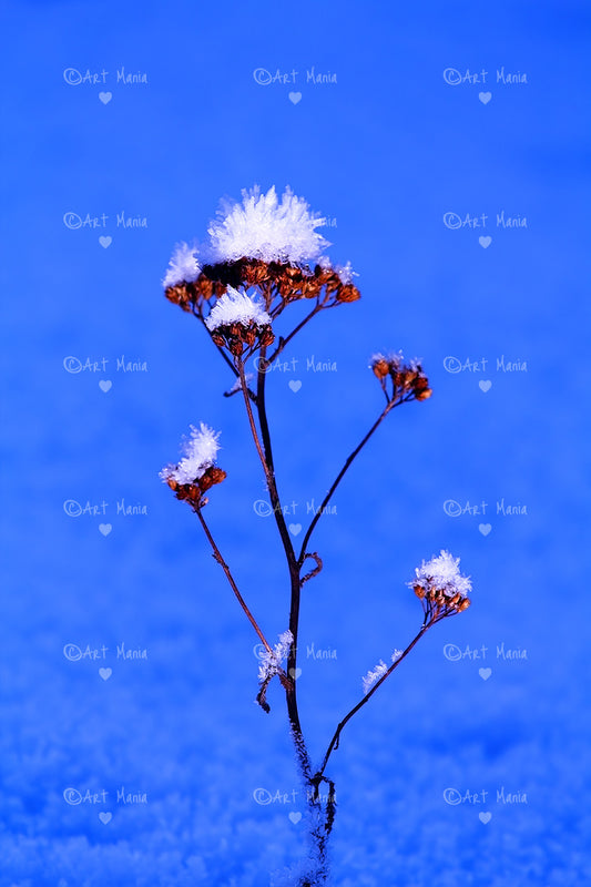Frozen flower
