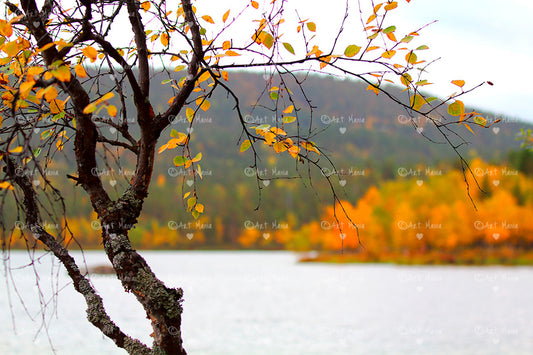 Golden autumn in Lapland